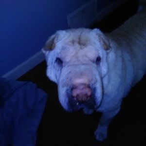 Meet your Posher, Ronny